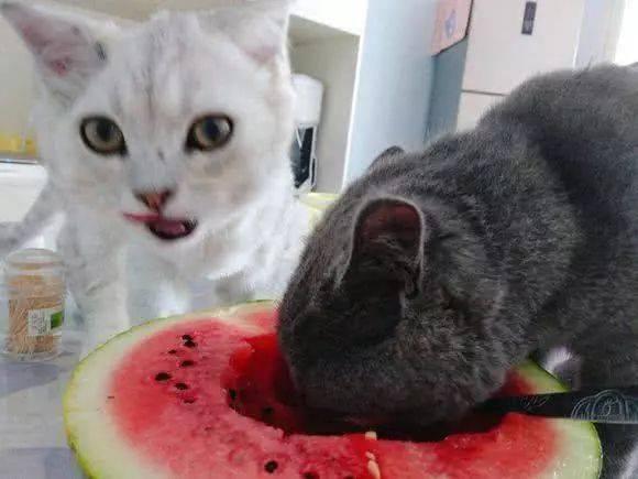 无猫吃瓜,揭秘猫咪饮食趣事与营养知识